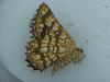 Chiasmia clathrata